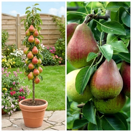 Pom Fructifer - Par Columnar Decora la Ghiveci