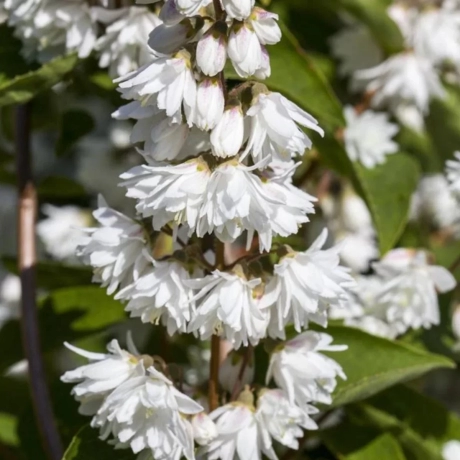 Deutzia - Pride of Rochester cu Radacina Impachetata