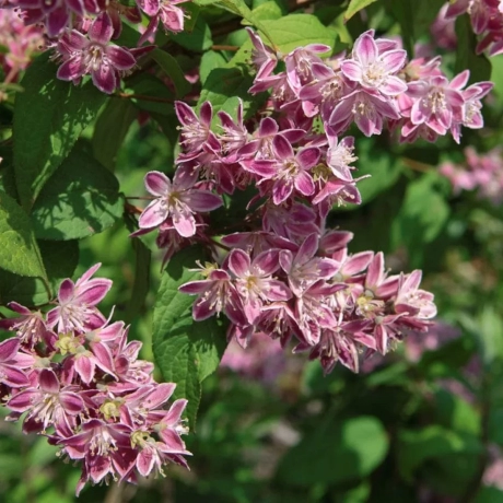 Deutzia - Strawberry Fields cu Radacina Impachetata