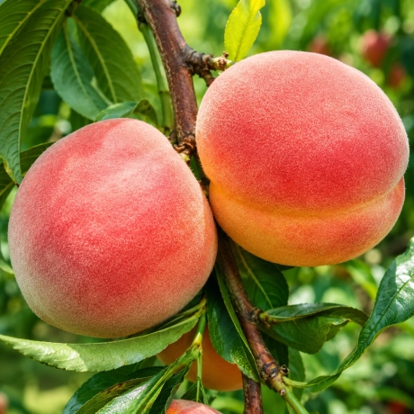 Pom fructifer - Piersic Royal Velvet - Perioada Coacere Medie