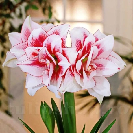 Bulbi de Amaryllis - Hippeastrum Double Pink 1