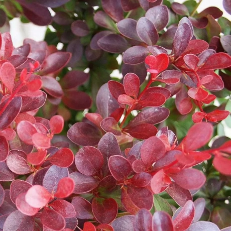 Dracila - Berberis Japoneza Red Lady la Ghiveci