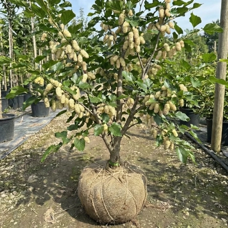 Arbust fructifer - Dud Alb Tip Pom Anul 3 cu Radacina Impachetata