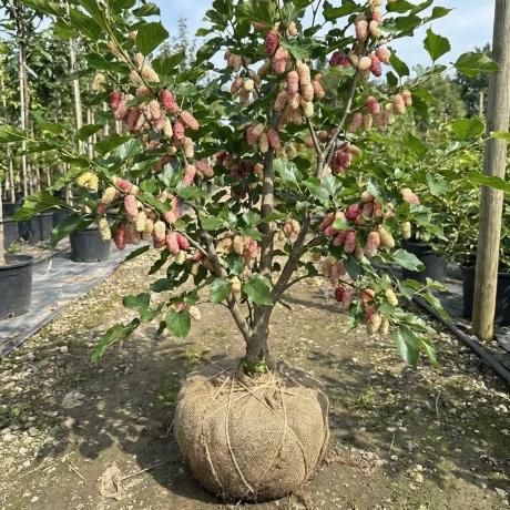 Arbust fructifer - Dud Dark Princess Tip Pom Anul 3 cu Radacina Impachetata