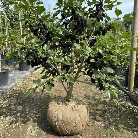 Arbust fructifer - Dud Negru Tip Pom Anul 3 cu Radacina Impachetata