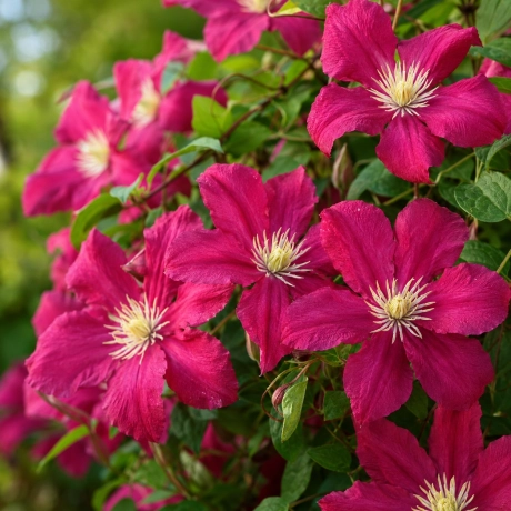 Clematis Madame Julia Correvon la Ghiveci
