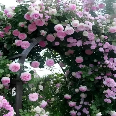 Trandafir urcator Eden Rose – Anul 3 – Radacina Impachetata