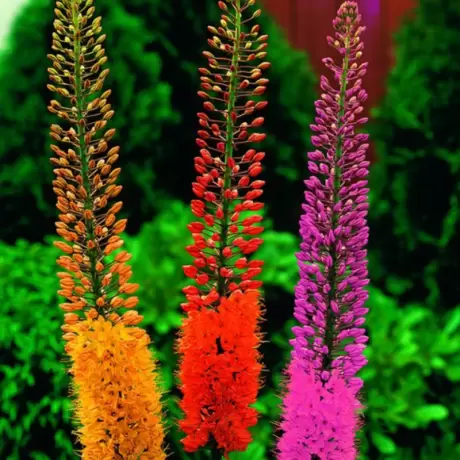 Bulbi de Eremurus Mix