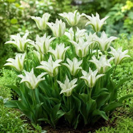 Bulbi de Lalele Viridiflora White Spring