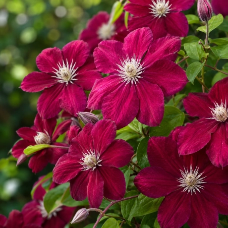 Clematis Rouge Cardinal la Ghiveci