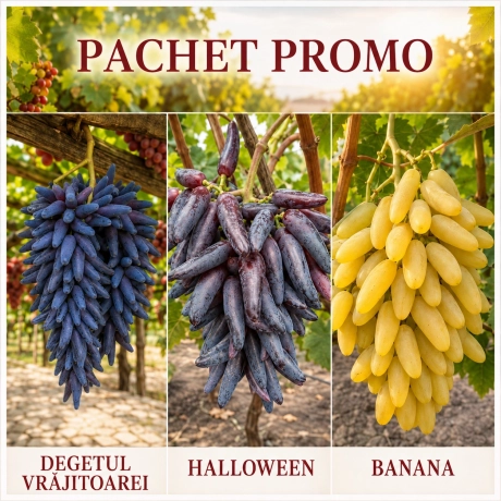 Pachet PROMO 3 Vita de vie - Radacina Impachetata