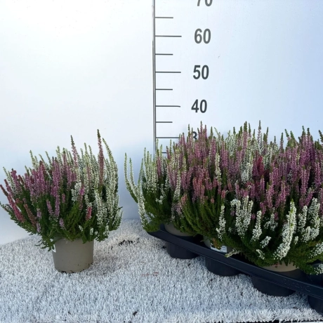 Calluna - Vulgaris Mix 3 Culori - 1