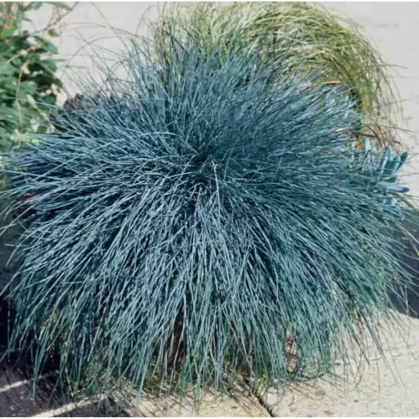 Festuca Glauca Iarba Albastra Ice Blue la Ghiveci