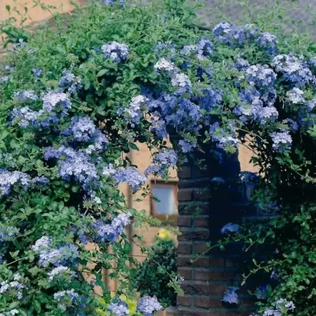 Floarea Dragostei - Azur la Ghiveci