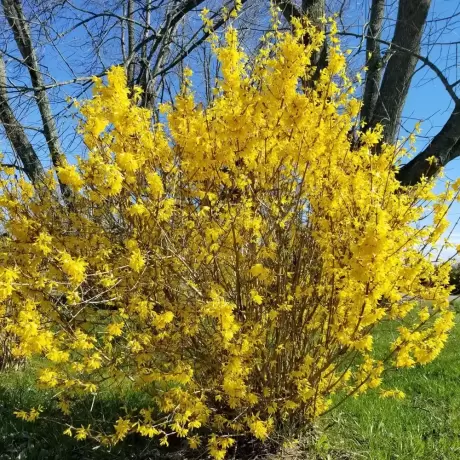 Forsythia Lynwood Gold la Ghiveci