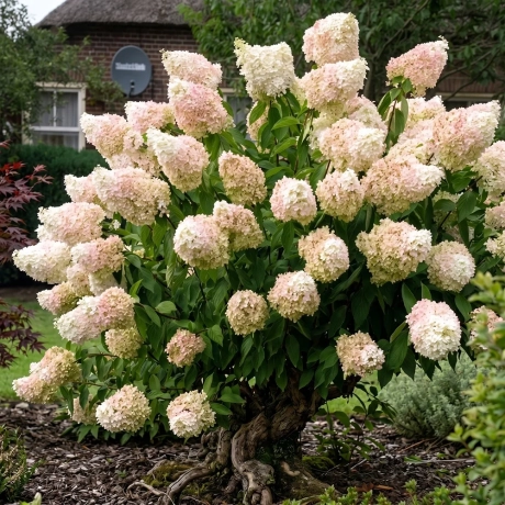Hortensia Magic Candle la Ghiveci
