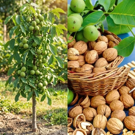 Pom fructifer - Nuc Franquette ColumnarPe rod, anul 4, inaltime 110-130