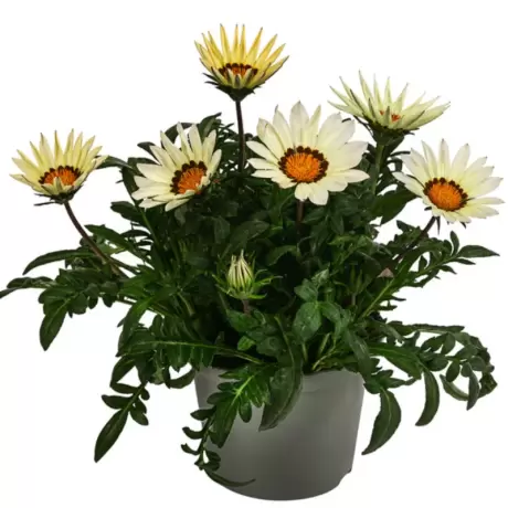 Gazania Splendens - Alba la Ghiveci