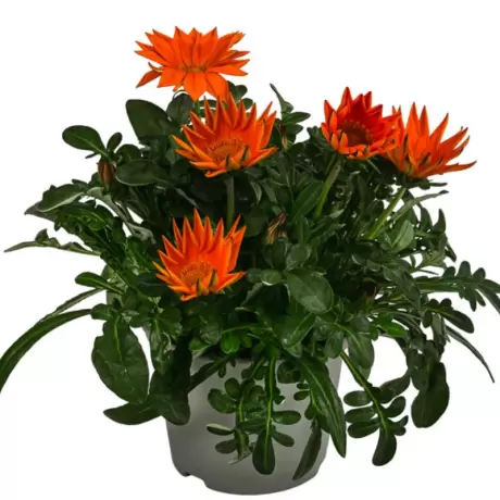 Gazania Splendens - Portocaliu la Ghiveci