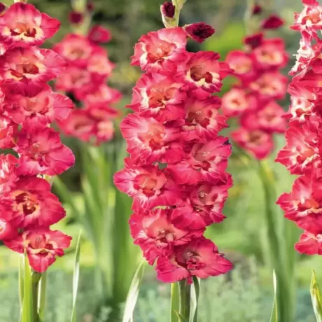 Bulbi de Gladiole Broken Heart Frizzle