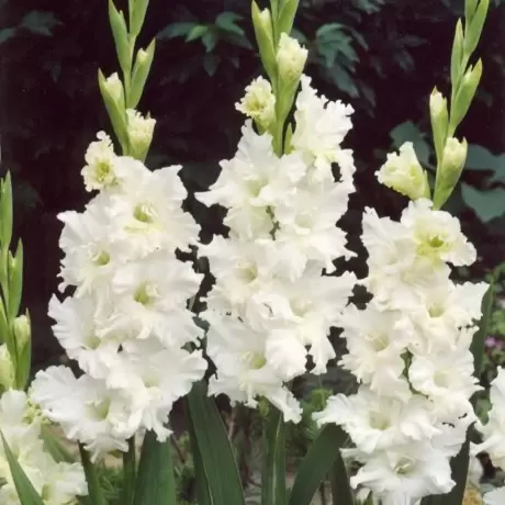 Bulbi de Gladiole Snowy Frizzle