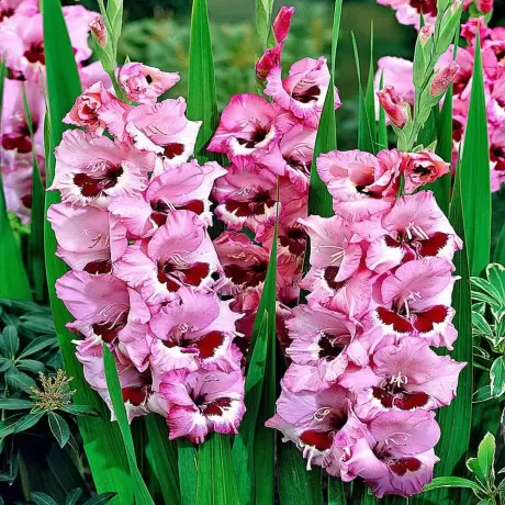 Bulbi de Gladiole Wine and Roses