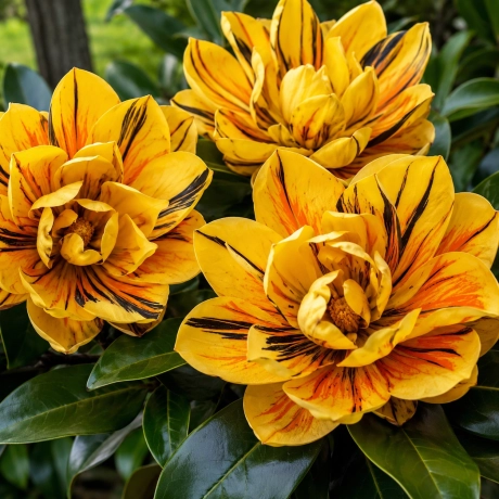 Magnolia Grandiflora „Golden Tiger'' la Ghiveci