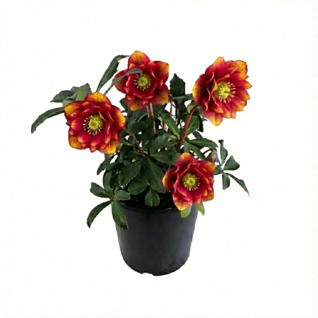 Helleborus Spanz Double - Amber Sunrise