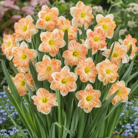 Bulbi de Narcise Vanilla Peach