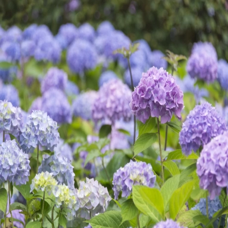 Hortensia macrophylla Bouquet Rose la Ghiveci