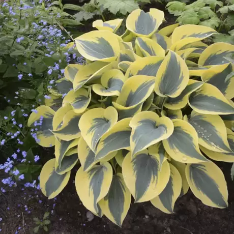 Hosta - Crin de toamna First Frost