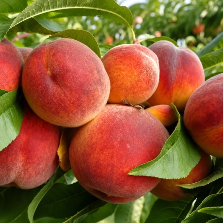 Pom fructifer - Piersic Redheaven - Perioada Coacere Medie