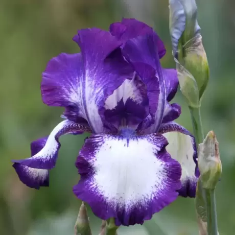 Rizomi de Iris Germanica Going My Way