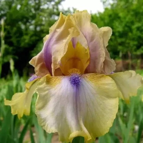 Rizomi de Iris Germanica Paradise
