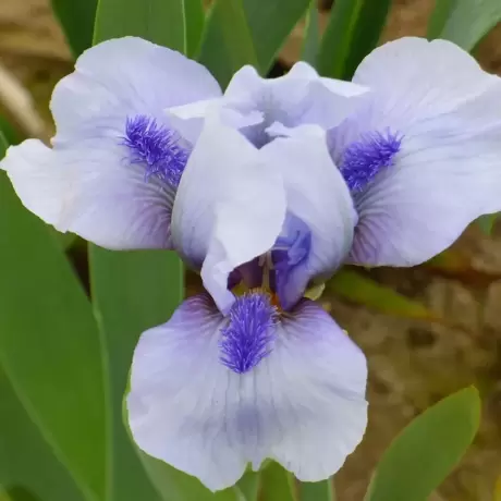 Bulbi de Iris Germanica Pitic Blue Gem