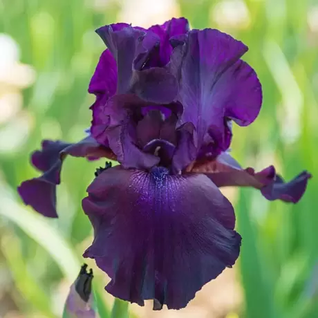 Rizomi de Iris Germanica Superstition