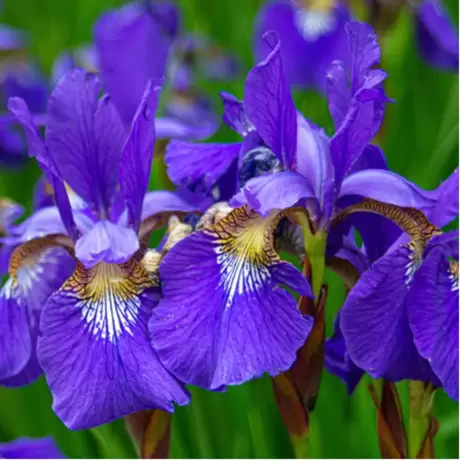 Bulbi de Iris Olandez Blue