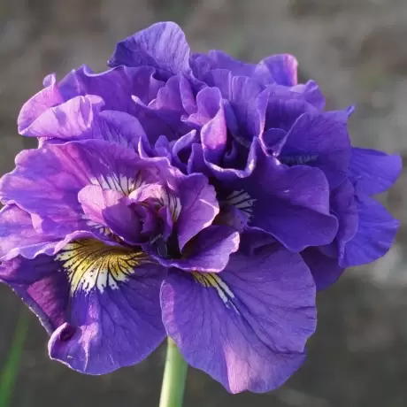 Rizomi de Iris Siberian Double Standard