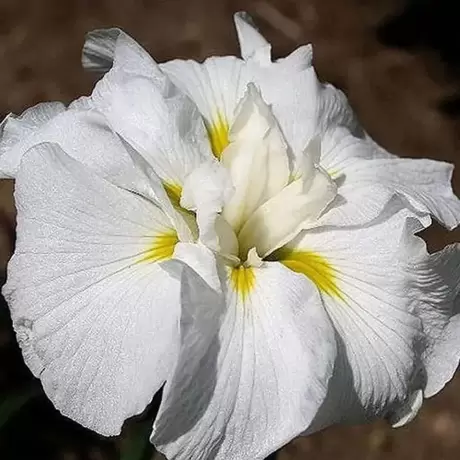 Rizomi de Iris Gold Bound