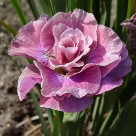 Rizomi de Iris Siberian Pink Parfait