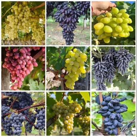 Pachet PROMO 9 Vita De Vie - La Ghiveci