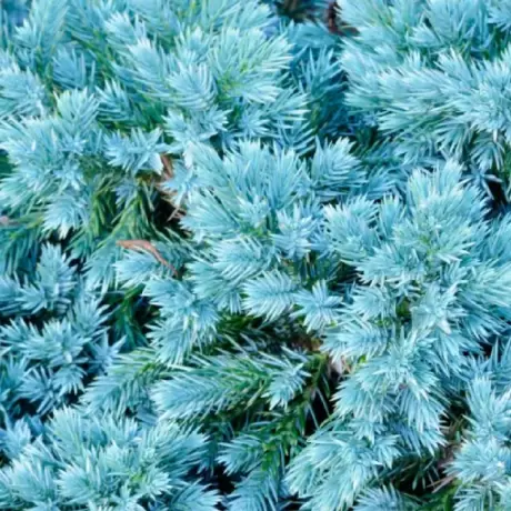 Juniperus Squamanta - Blue Star la Ghiveci