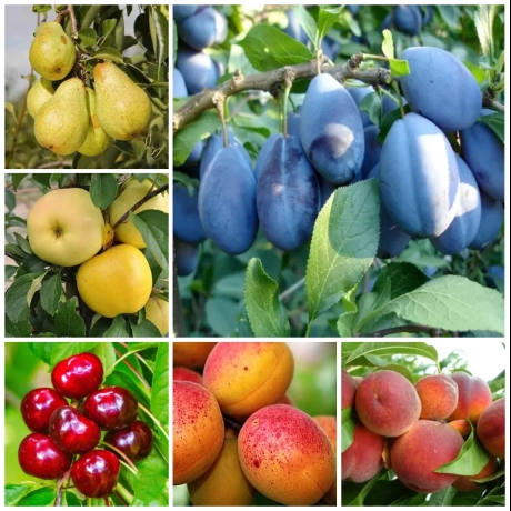 Pachet PROMO - Set 6 Pomi Fructiferi de Colecție