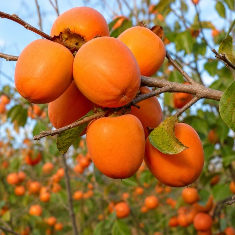 Pom fructifer - Autofertil - Kaki urmal Japonez Rojo Brillante