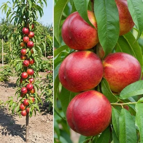 Pom Fructifer - Nectarin Columnar Andosa - Anul 5 cu Radacina Nuda