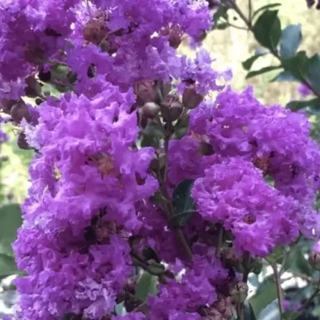 Lagerstroemia Indica - Liliacul Indian Violet la Ghiveci