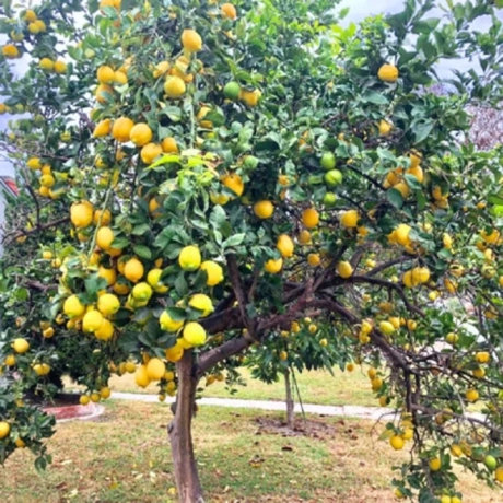 Lămâi Cu Fruct la Livrare la Ghiveci