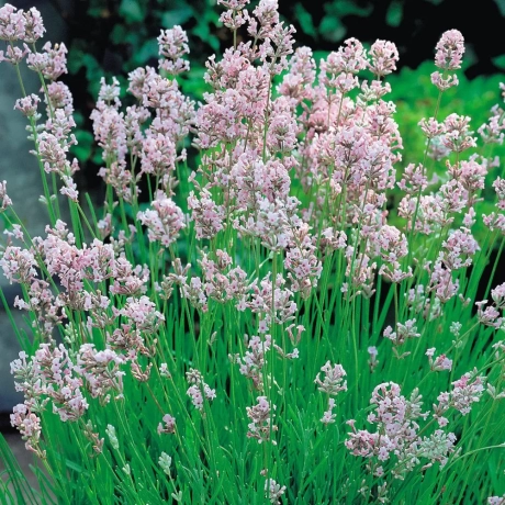 Lavandă Rosea