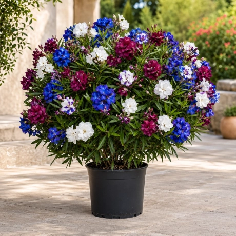 Leandru Tufa Parfumat Tricolor- Blue Bordeaux