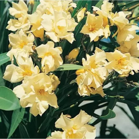 Leandru Tufa - Galben la Ghiveci Rezistent La Ger